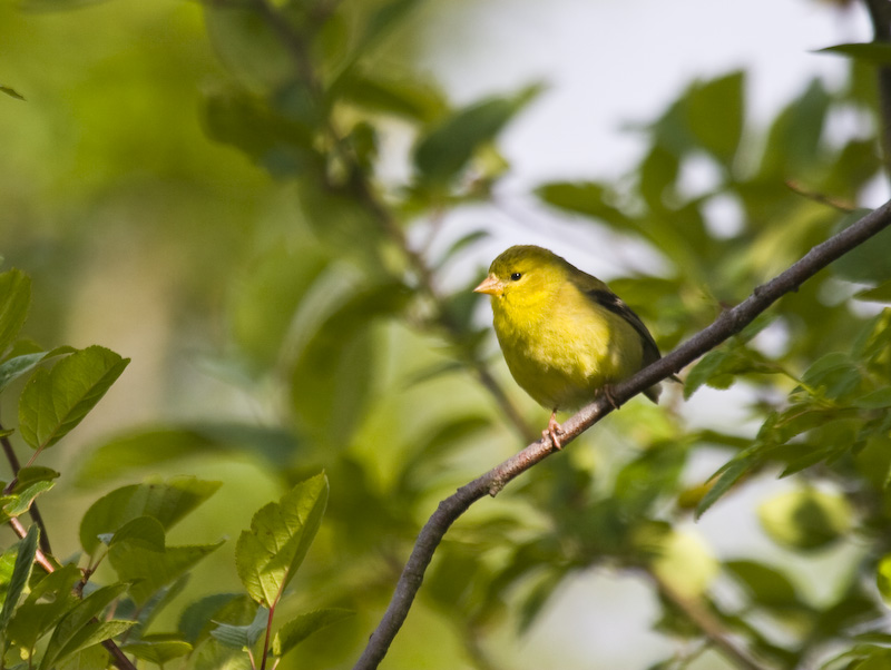 American Goldfinch In Tree